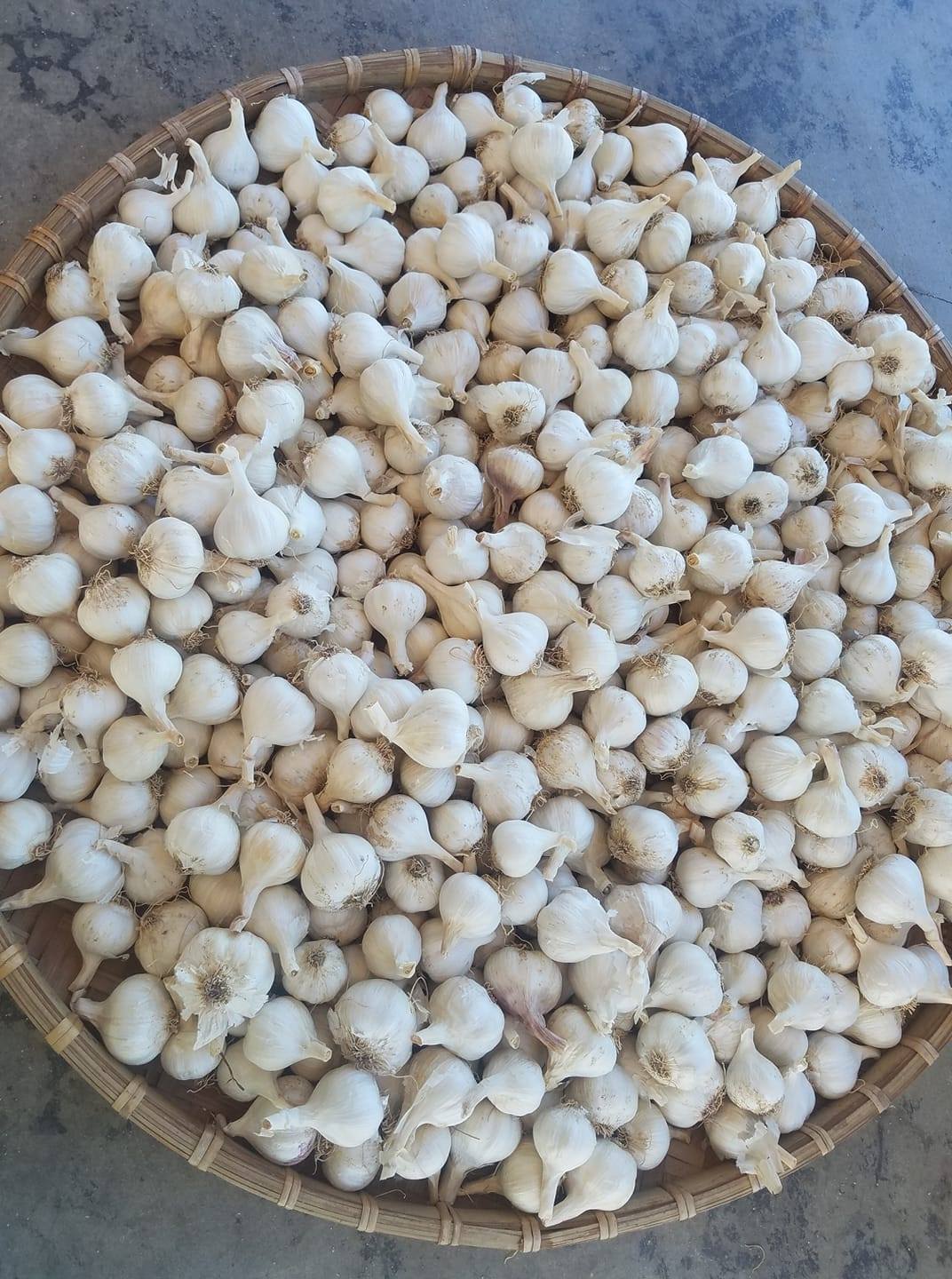 Ninh Thuan Garlic 
