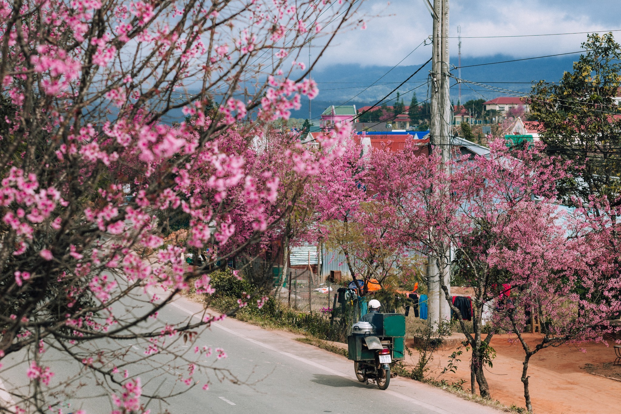 Da Lat in the Sakura season